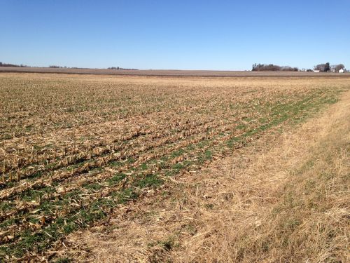 Cover Crops | Iowa Agriculture Water Alliance